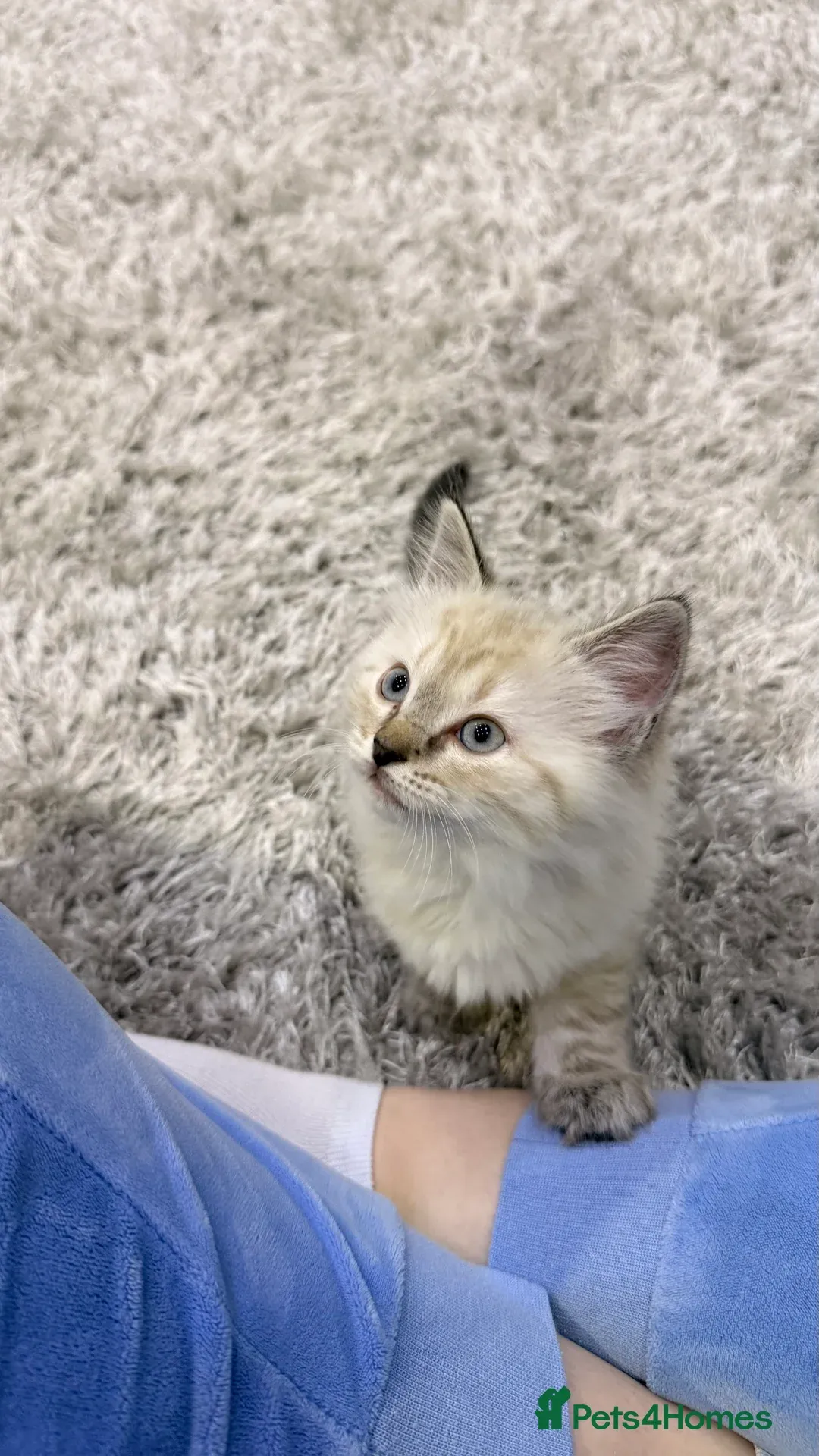 Кошеня на продаж: Ragdoll (Lynx)